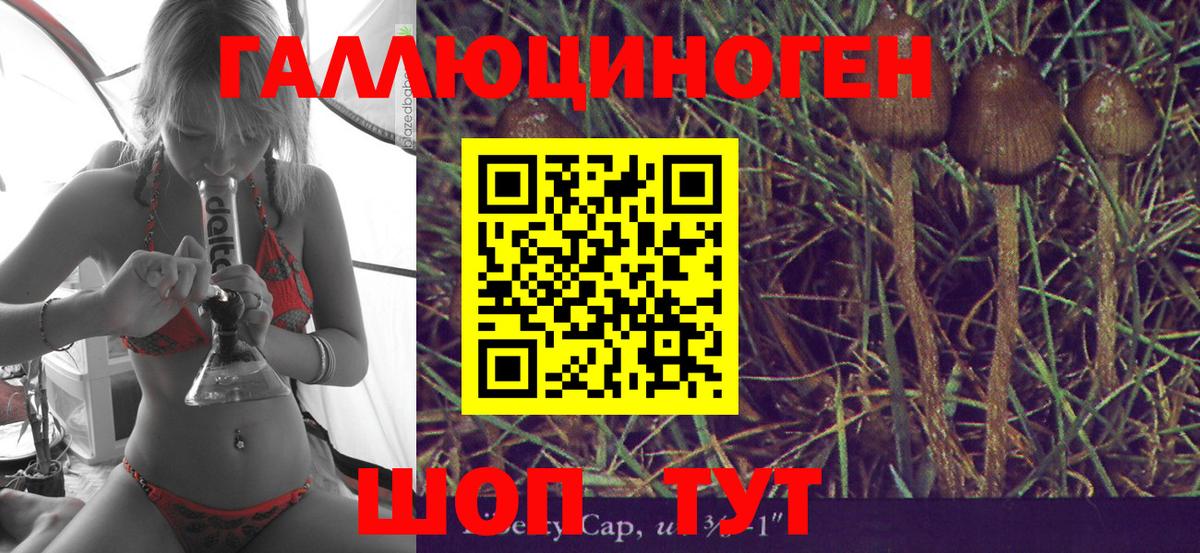 Псилоцибиновые грибы Psilocybe Астрахань